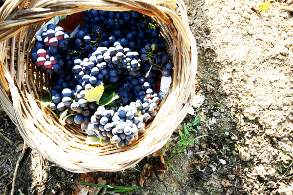 Cantine Cavallotti