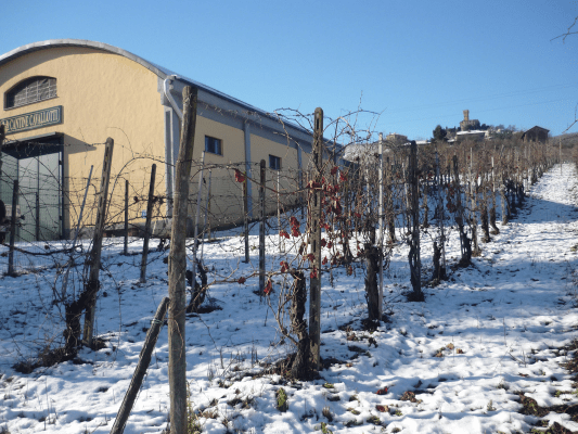 Cantine Cavallotti