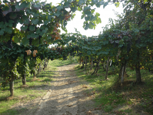 Cantine Cavallotti