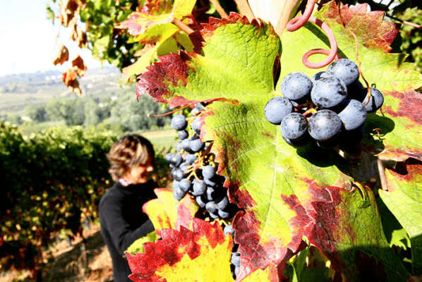 Cantine Cavallotti