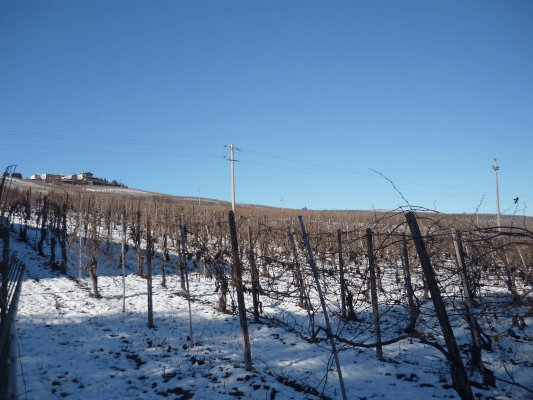 Cantine Cavallotti