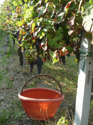 Cantine Cavallotti