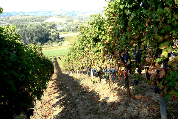 Cantine Cavallotti