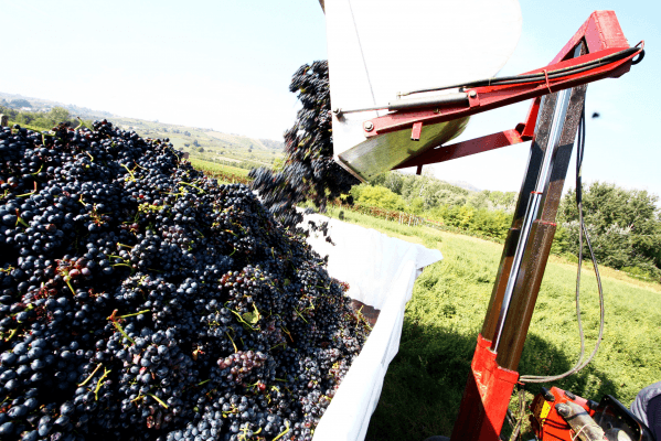 Cantine Cavallotti